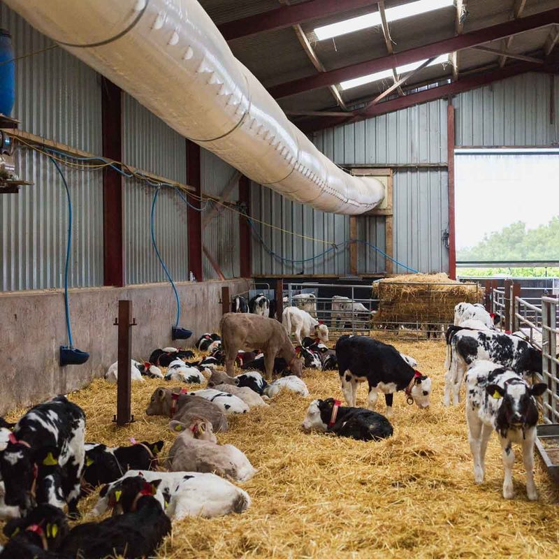 Eine kühle Brise im Stall hilft gegen die Hitze
