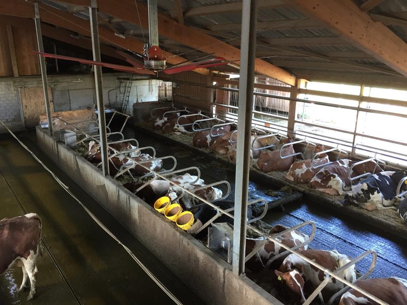 Eine kühle Brise im Stall hilft gegen die Hitze