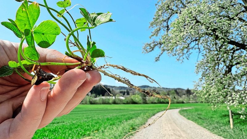 Dort, wo die Wurzel auf die Luft trifft, beginnt der Stickstoffkreislauf. Leguminosen, wie hier der Weissklee, bieten den Stickstofffixierern in ihren Knöllchen ideale Lebensbedingungen. Im Austausch für Kohlenhydrate wandeln sie den Luftstickstoff zu Aminosäuren um.