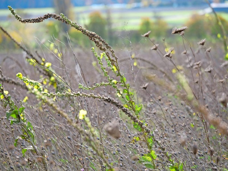 Im Herbst dürfen Buntbrachen gepflegt werden. Zwar blühen sie nicht mehr so üppig, dennoch finden Bestäuber hier noch Anflugplätze.