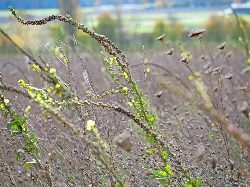 Im Herbst dürfen Buntbrachen gepflegt werden. Zwar blühen sie nicht mehr so üppig, dennoch finden Bestäuber hier noch Anflugplätze.