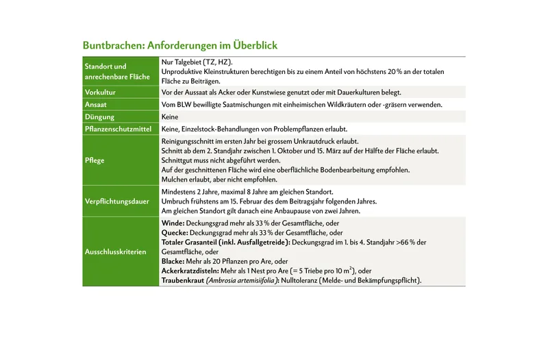 Buntbrachen: Pflege, die Vielfalt schafft
