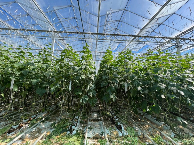 Gurkenpflanzen im Gewächshaus so weit das Auge reicht