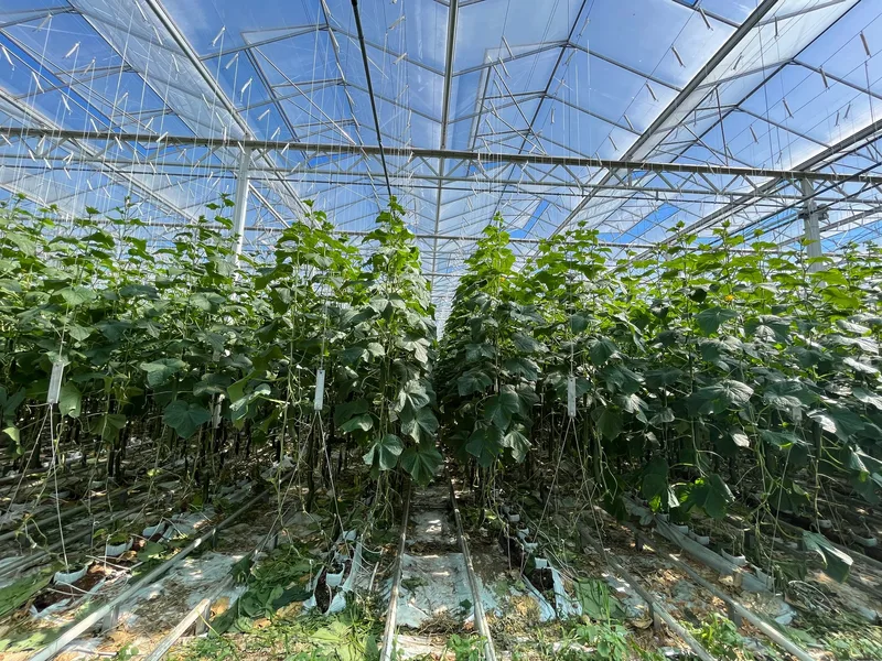 Gurkenpflanzen im Gewächshaus so weit das Auge reicht