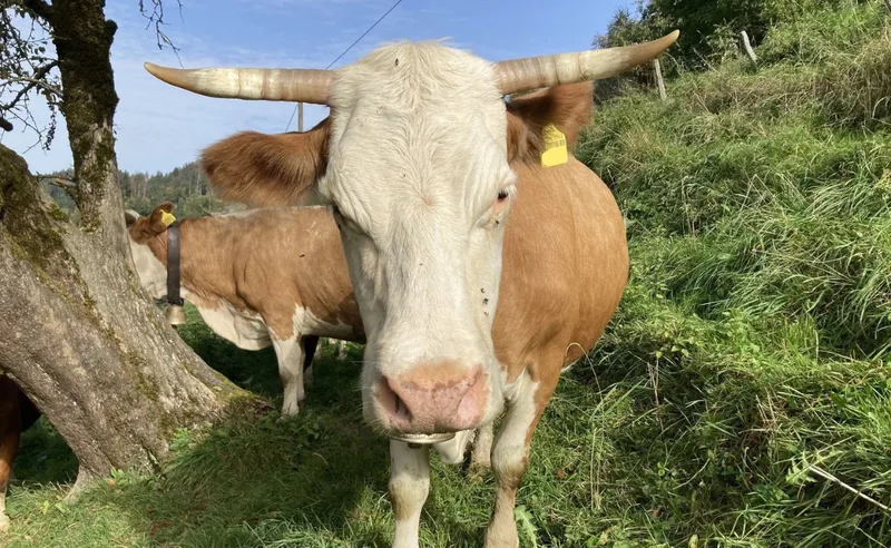 Liebe auf den ersten Blick oder wenn das Schicksal zuschlägt