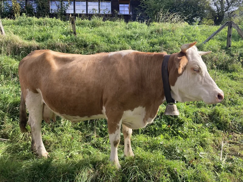 Liebe auf den ersten Blick oder wenn das Schicksal zuschlägt