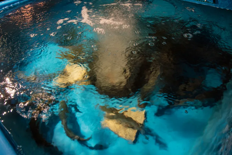 Die Exkremente dieser Fische düngen das Gemüse. Das Wasser aus den Gemüsebeeten kommt wieder zurück in die Fischbecken. Bild: Gian Vaitl