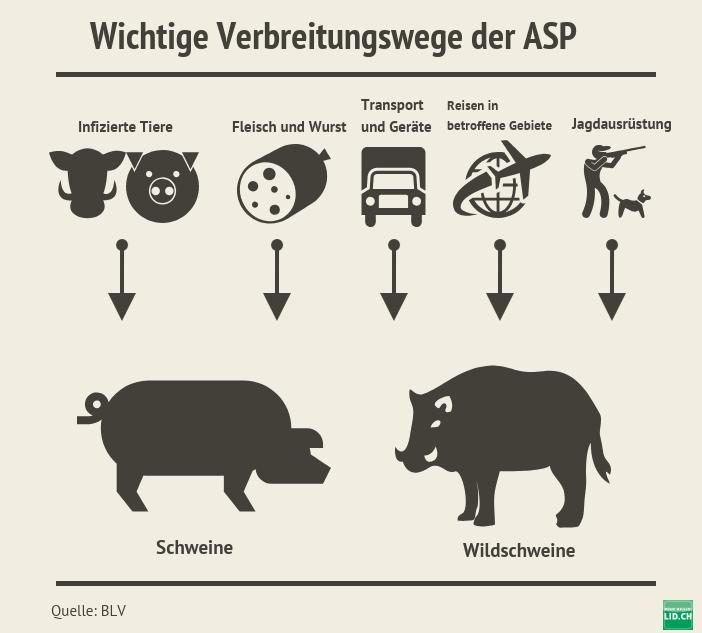 Tritt die ASP bei Hausschweinen auf, hilft nur das Töten von Beständen als Gegenmassnahme. (Bild LID/Quelle BLV))