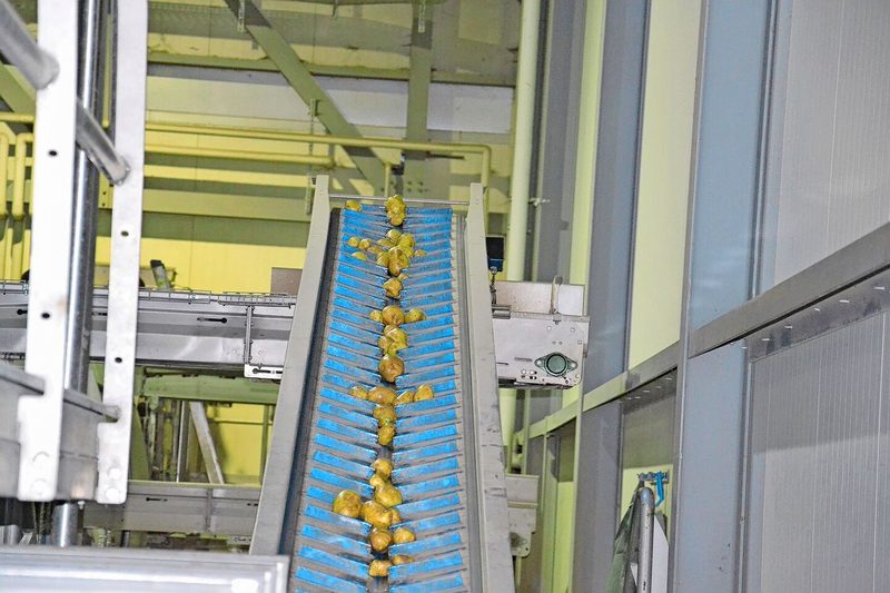 Die Kartoffeln durchlaufen mehrere Wasch- und Sortierstationen.