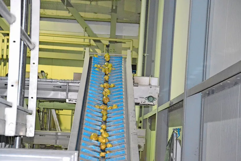 Die Kartoffeln durchlaufen mehrere Wasch- und Sortierstationen.