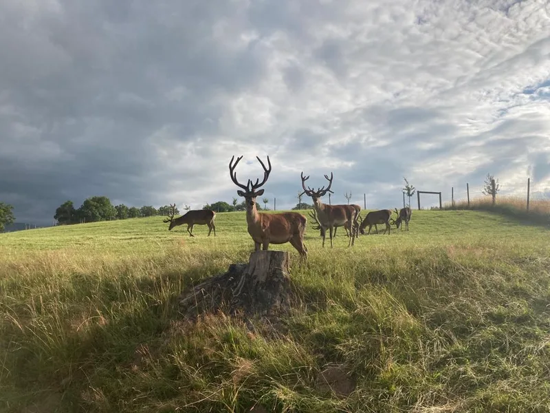 Zu Besuch beim grössten Rothirschzüchter der Schweiz