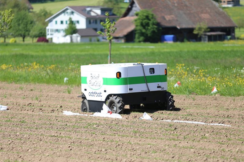 Im schwyzerischen Oberarth jätet der Roboter Maverick das Rüebli-Feld