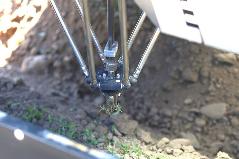 Im schwyzerischen Oberarth jätet der Roboter Maverick das Rüebli-Feld
