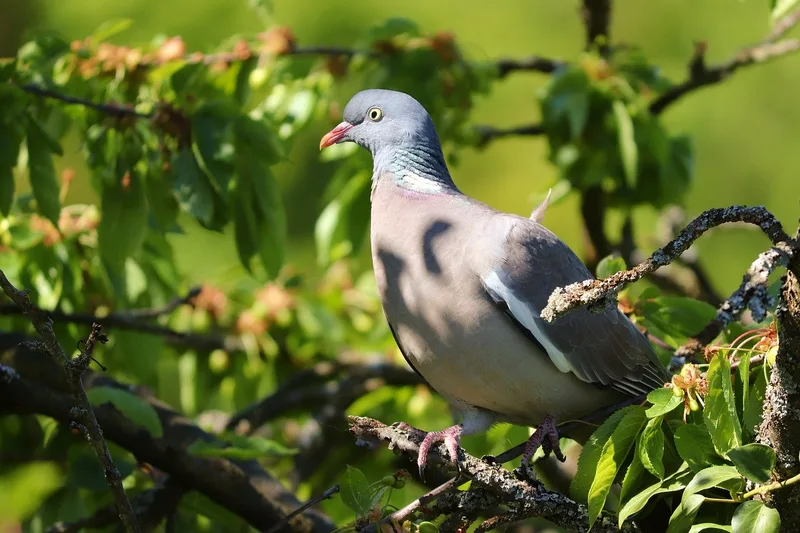 Welche Vögel ausser Raben sonst noch Schwierigkeiten machen können
