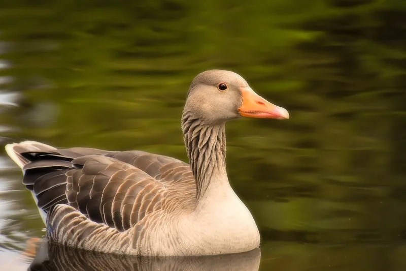 Welche Vögel ausser Raben sonst noch Schwierigkeiten machen können