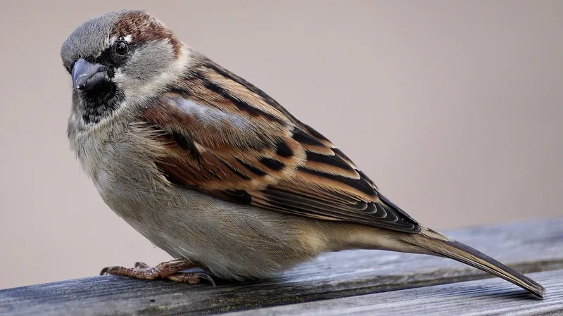 Welche Vögel ausser Raben sonst noch Schwierigkeiten machen können