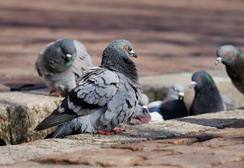 Welche Vögel ausser Raben sonst noch Schwierigkeiten machen können