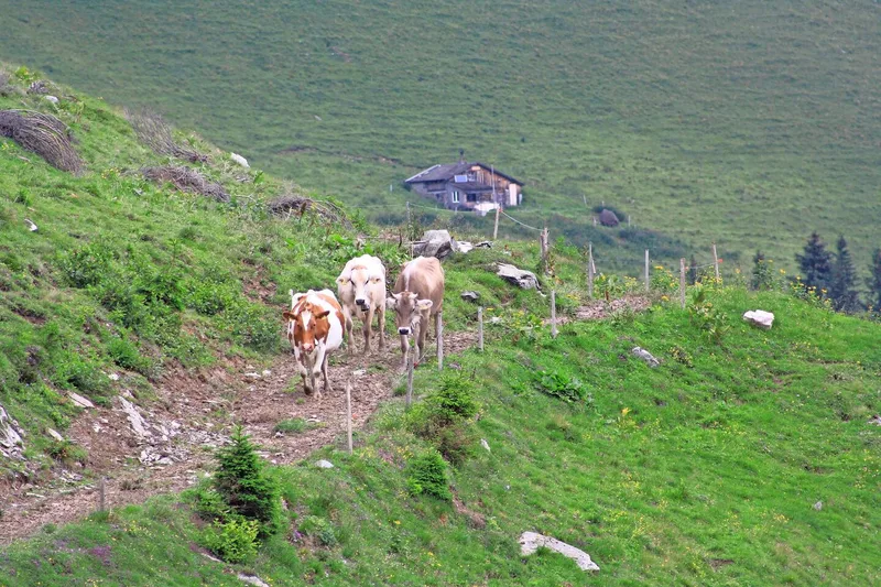 Je nach Alp legen Milchkühe herausfordernde Wege von bis zu zwei Stunden zurück, das fordert die Tiere und stärkt ihre Kondition.