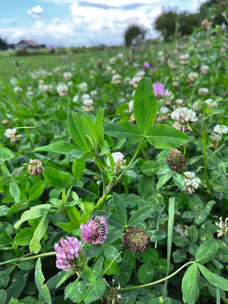Das Projekt «Bienenfreundliche Landwirtschaft» möchte Rot- und Weissklee-Wiesen nach dem ersten oder zweiten Schnitt länger stehen lassen.