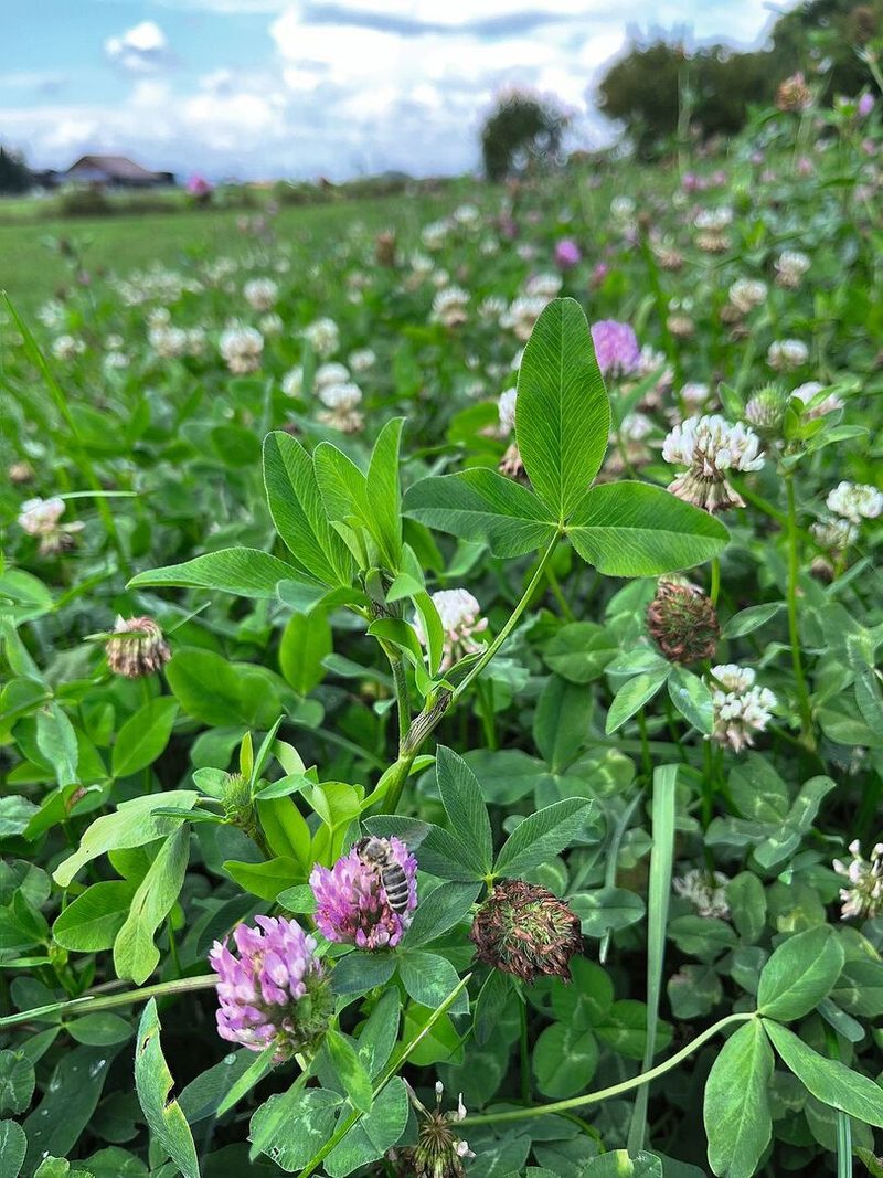 Das Projekt «Bienenfreundliche Landwirtschaft» möchte Rot- und Weissklee-Wiesen nach dem ersten oder zweiten Schnitt länger stehen lassen.