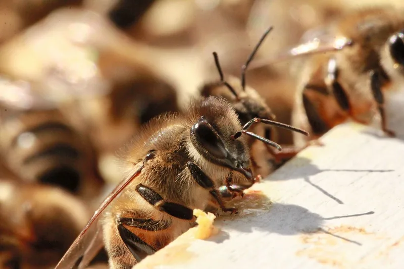 Deutschschweizer Imker halten drei Unterarten der Honigbienen: Carnica, Buckfast (beide importiert) und die einheimische – aber heute seltene – Dunkle Biene (im Bild).