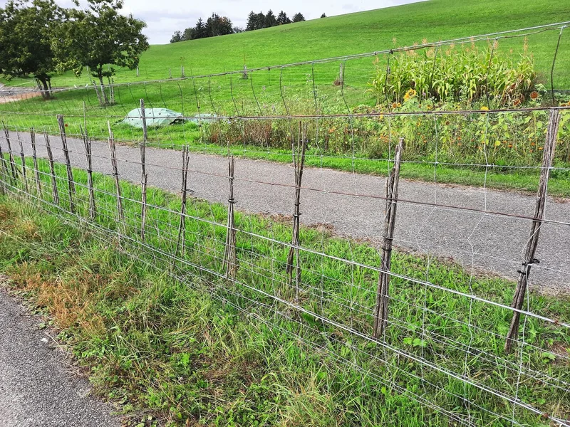 Eine Landwirtin hat entlang des Maschendrahtzauns 250 Markstängel aufgehängt, die innerhalb von drei Jahren alle von Wildbienen besiedelt wurden.