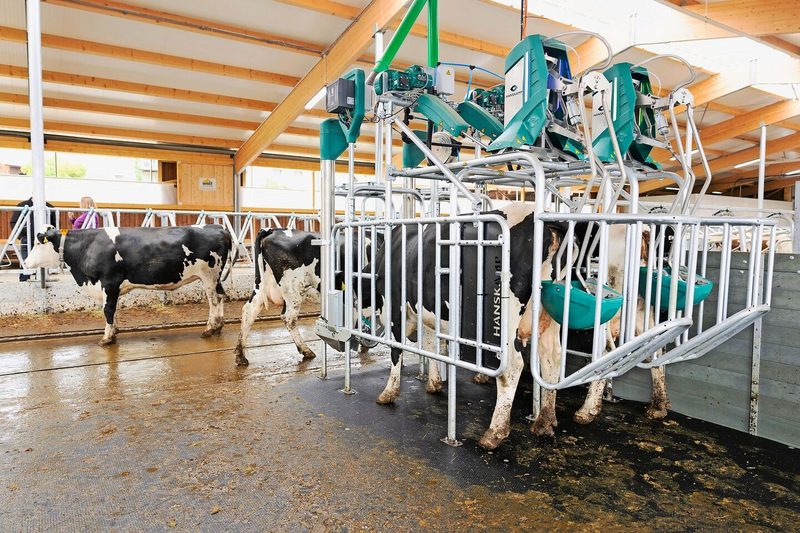 Die Cow-Toilet im Milchvieh-Musterstall von Franz Röösli, Hellbühl LU, trennt Kot und Harn. Das reduziert die Ammoniakbelastung.