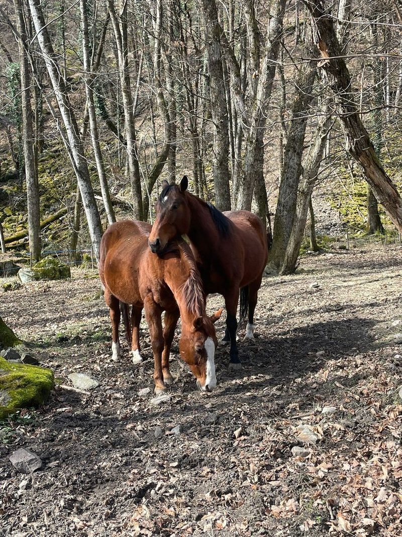 Der Bündner Biobauer Alberto Stern fand seine Leidenschaft für Schafe beim Westernreiten