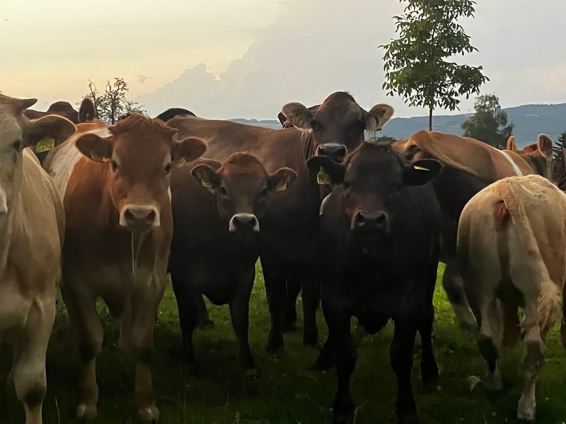 Wirksam sowohl gegen Bakterien wie auch gegen Viren