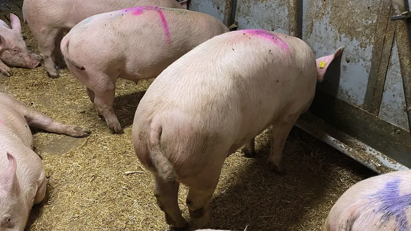 Durchfall und Kannibalismus haben einen direkten Zusammenhang:Mastjager werden durch den Durchfall unausgeglichen und zeigen «Schwänzeln». Bild: SGD