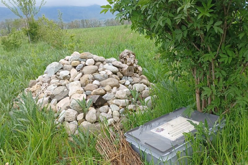 2,5-mal mehr Mausjäger: Ast- und Steinhaufen für Hermeline funktionieren