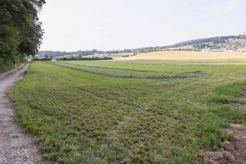 Die Kunstwiese auf der aufgewerteten Fläche entwickelt sich prächtig, der Boden lässt sich gut befahren. Die Ernte war trotz schwieriger Verhältnisse ohne Schäden für den Boden möglich. Die Arbeiten laufen noch bis Ende August 2023.