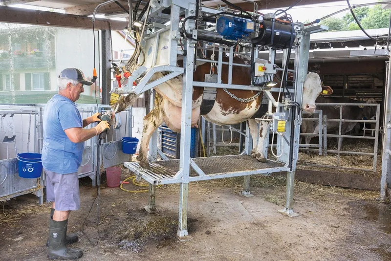 Der neue hydraulische Klauenstand erleichtert Jean-Jacques Duperrex den Arbeitsalltag. Dieses Jahr war die Spargelsaison sehr schwierig und hat viel Zeit gebraucht, deshalb ist er nun stark mit der Klauenpflege beschäftigt.