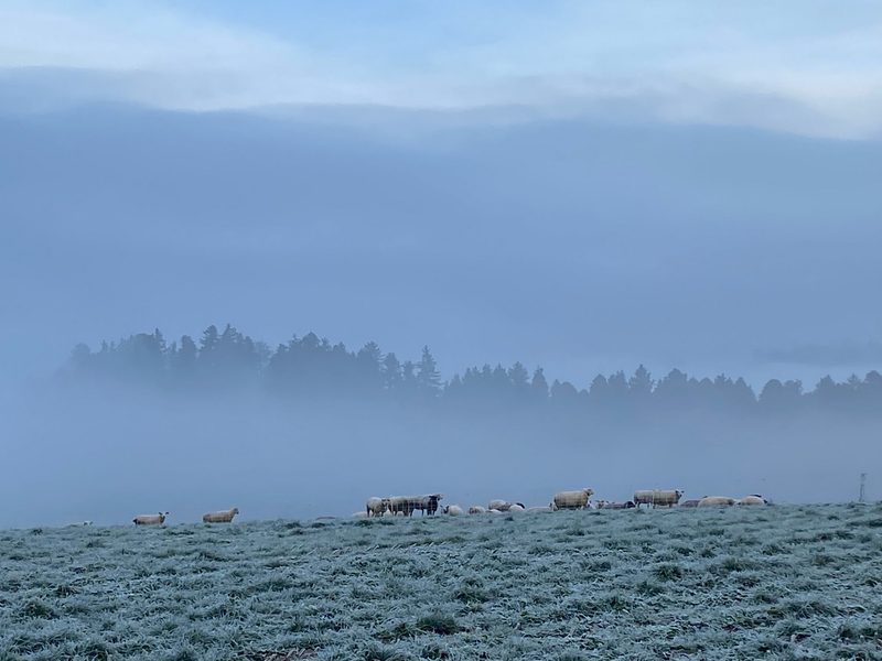 «Das eiweissreiche Gras gibt Ertrag an billigem aber qualitativ guten Raufutter»