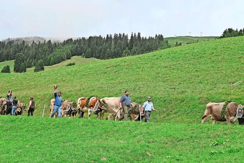 Die Kühe haben es eilig. Die Älpler sorgen sowohl für Tempo als auch Ruhe in der Herde und grüssen schon von weitem Freunde und Bekannte. Sie geniessen den Alpaufzug ebenfalls.