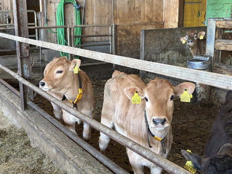 Marina Schlegel macht sich als Farmfluencerin für die Landwirtschaft stark