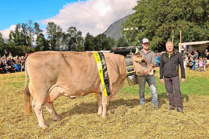 Madeira von Theo und Toni Kempf, Attinghausen, wurde heuer, nach ihrem Vizetitel im Jahr 2021, Tagessiegerin OB-Kühe.