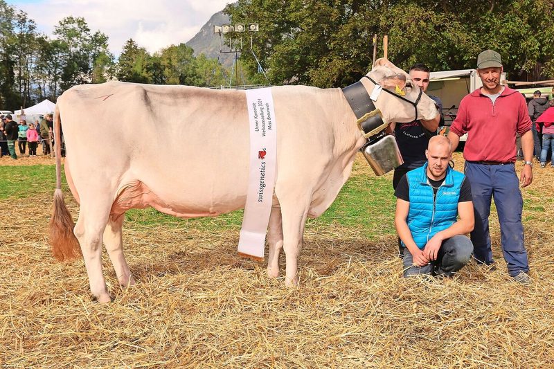 Bi Alley von Karl und Claudio Gisler vom Haldi ob Schattdorf wurde Miss der Brown-Swiss-Kühe und Eutersiegerin mittlere.