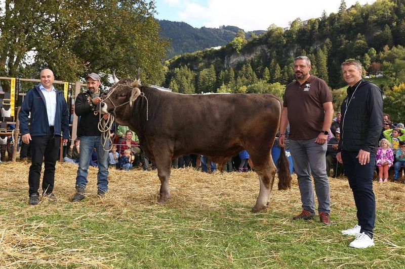 Strahlende Züchter und glänzende Kühe in Uri