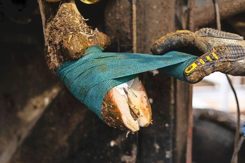 So führt Michael Suter die Klauenpflege durch: Handwerk trifft Routine