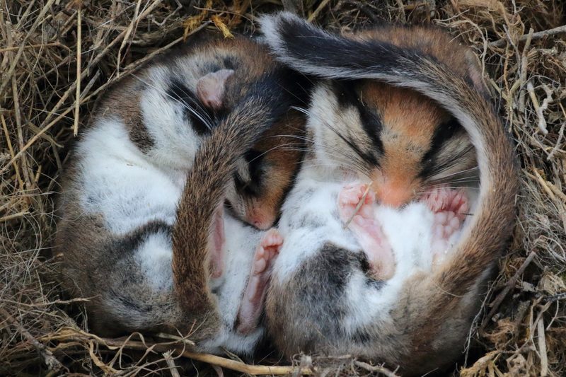 Die Anpassungsfähigkeit des Gartenschläfers ist fast ausgereizt