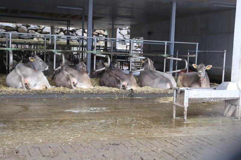 Plattenbach: vom Kleinstbetrieb zum Unternehmen und bekannten Züchternamen