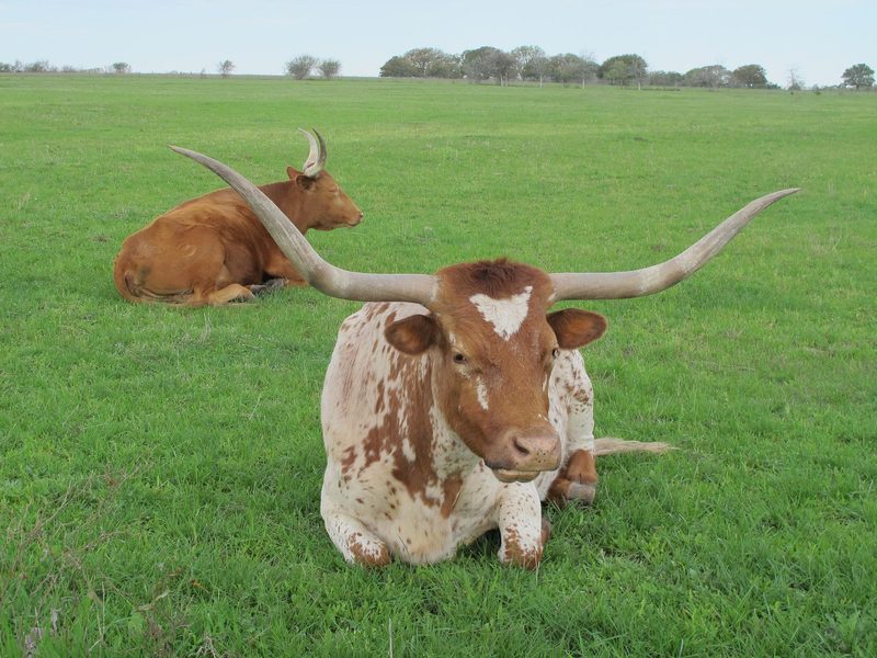 «Bauer, ledig, sucht ...»-Kandidat Pirmin liebt den Adrenalin-Kick und seine Texas-Longhorns