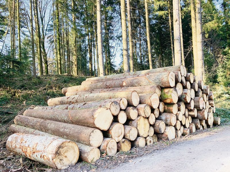Fichtenholz gibt es in den nächsten Jahrzehnten noch genug, allein durch den Abbau des hohen Vorrats.