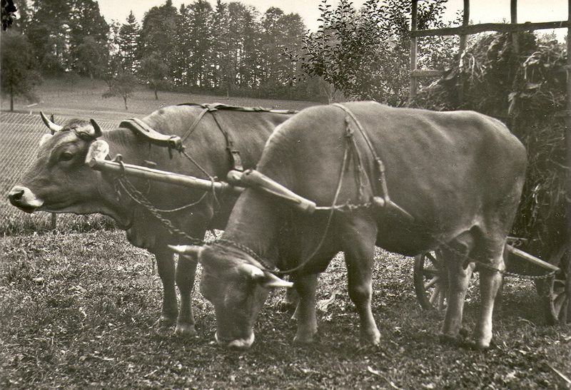 Erfolgreicher Kampf für gesunde Braunvieh-Tiere