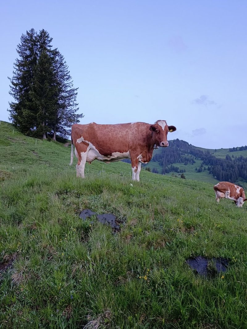 Ein Gusti kommt auf der Site Alp selten allein