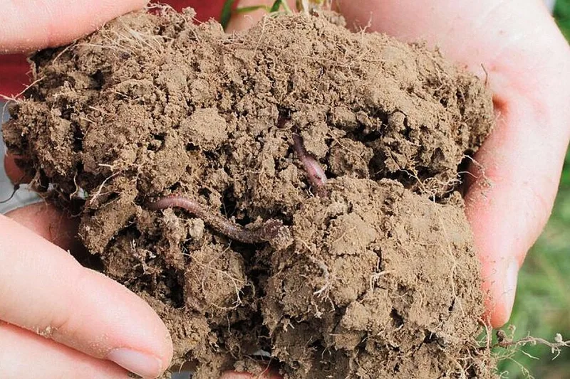 Der Boden bricht leicht entlang stabiler Bodenkrümel, feine Wurzeln können dort hineinwachsen.
