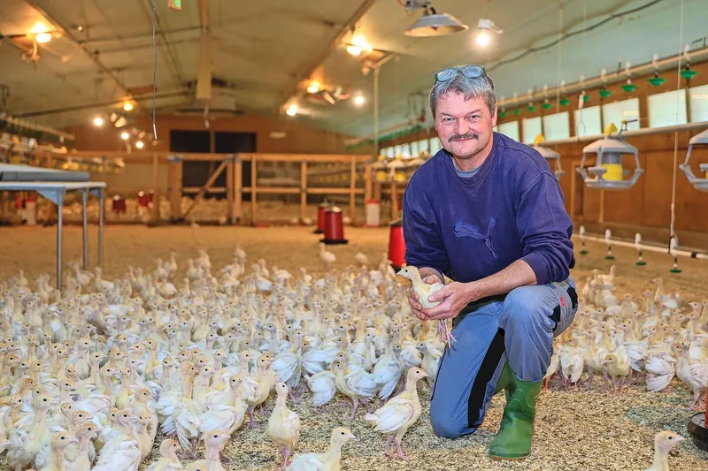 An der Trutenproduktion begeistert Landwirt Peter Röthlisberger das Tier als solches, das sehr neugierig und interessiert ist.