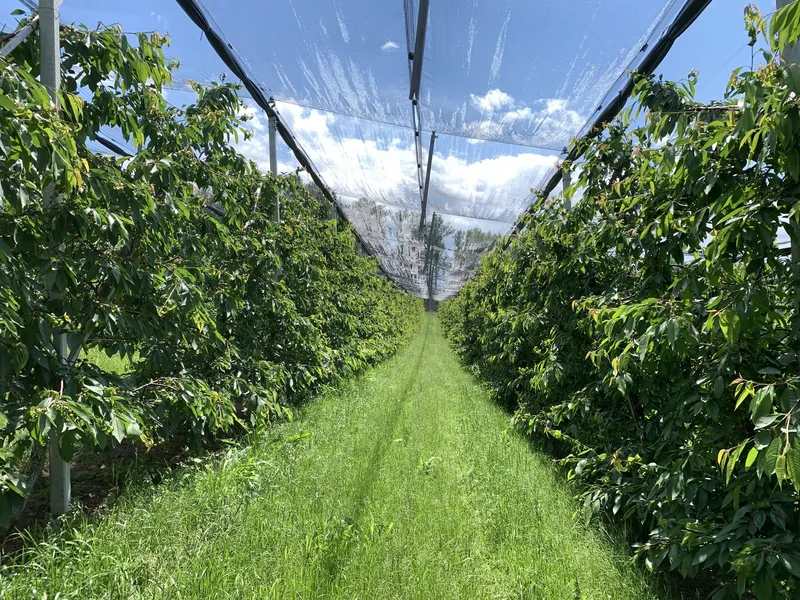 Trotz Höhenlage gute Aussichten für Luzerner Kirschen