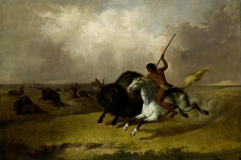 «Bisons bleiben Wildtiere» – auch wenn sie im Aaretal leben